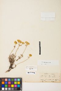 Eriogonum sphaerocephalum image