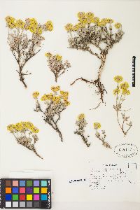 Eriogonum sphaerocephalum image