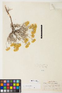 Eriogonum sphaerocephalum var. sphaerocephalum image