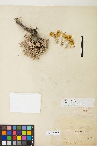 Eriogonum sphaerocephalum image