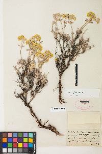 Eriogonum sphaerocephalum var. sphaerocephalum image