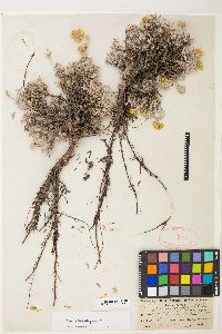 Eriogonum sphaerocephalum var. sphaerocephalum image
