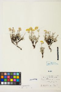 Eriogonum sphaerocephalum image