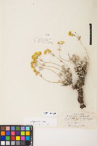 Eriogonum sphaerocephalum image