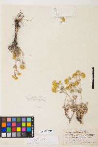 Eriogonum sphaerocephalum image