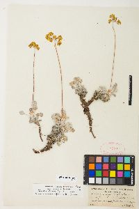 Eriogonum strictum image