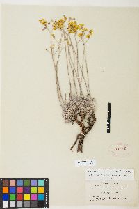 Eriogonum strictum image