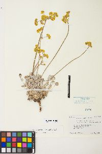 Eriogonum strictum var. anserinum image