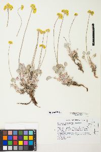 Eriogonum strictum var. anserinum image