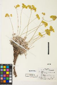 Eriogonum strictum image