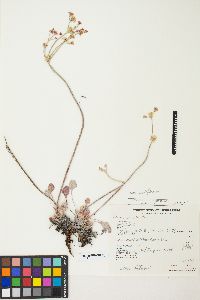 Eriogonum strictum image