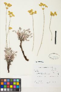 Eriogonum strictum image