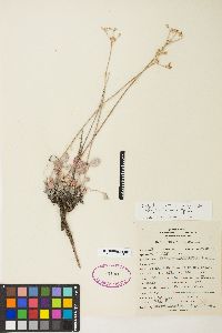 Eriogonum strictum image