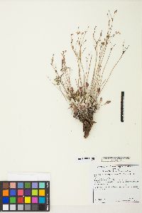 Eriogonum strictum image