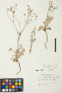 Eriogonum temblorense image