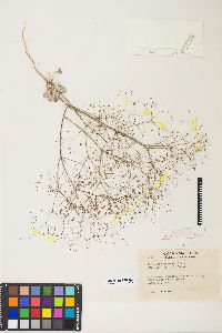 Eriogonum thomasii image