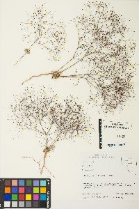 Eriogonum thomasii image