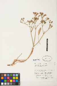 Eriogonum thompsoniae var. albiflorum image