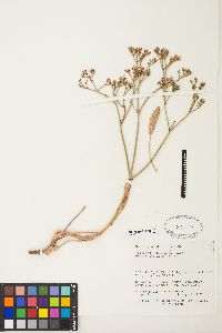 Eriogonum thompsoniae image