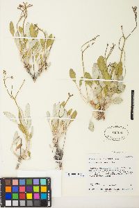 Eriogonum thompsoniae image