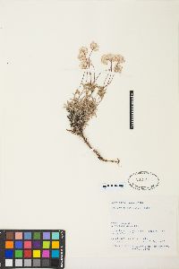 Eriogonum thymoides image