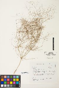 Eriogonum trichopes image