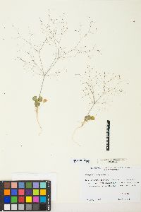 Eriogonum trichopes image