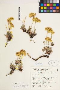 Eriogonum umbellatum var. aureum image