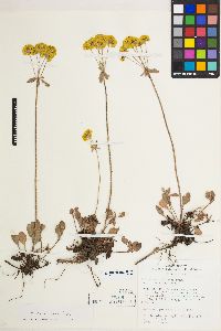 Eriogonum umbellatum var. aureum image