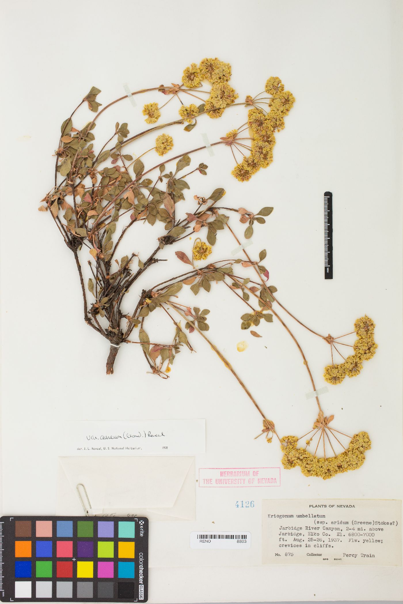 Eriogonum umbellatum var. aureum image