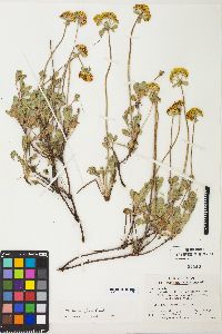 Eriogonum umbellatum var. aureum image