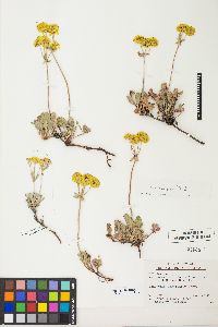 Eriogonum umbellatum var. aureum image
