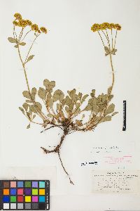 Eriogonum umbellatum var. aureum image