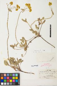 Eriogonum umbellatum var. aureum image