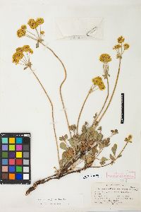 Eriogonum umbellatum var. aureum image