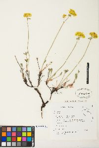 Eriogonum umbellatum var. aureum image