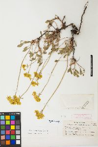 Eriogonum umbellatum var. aureum image