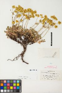 Eriogonum umbellatum var. aureum image