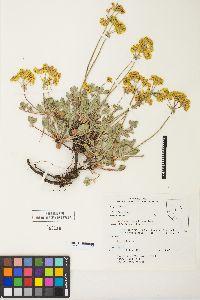 Eriogonum umbellatum var. aureum image