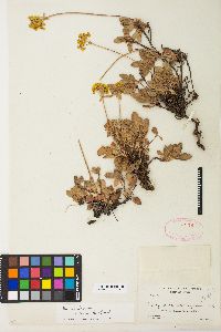 Eriogonum umbellatum var. aureum image