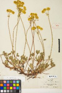Eriogonum umbellatum var. aureum image