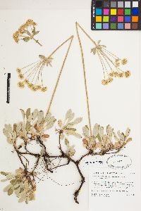 Eriogonum umbellatum var. majus image