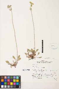 Eriogonum umbellatum var. majus image