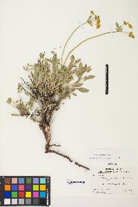 Eriogonum umbellatum var. nevadense image