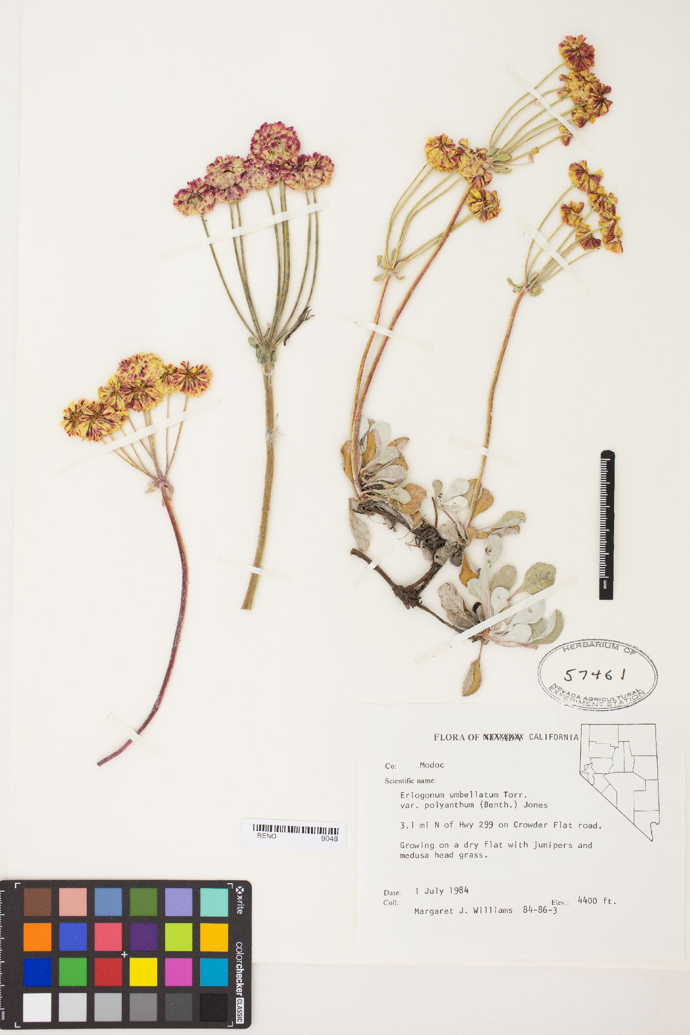 Eriogonum umbellatum var. polyanthum image