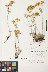 Eriogonum umbellatum var. subaridum image