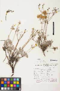 Eriogonum umbellatum var. subaridum image
