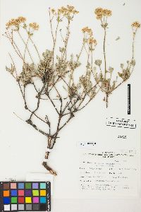 Eriogonum umbellatum var. vernum image