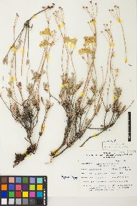 Eriogonum umbellatum var. vernum image