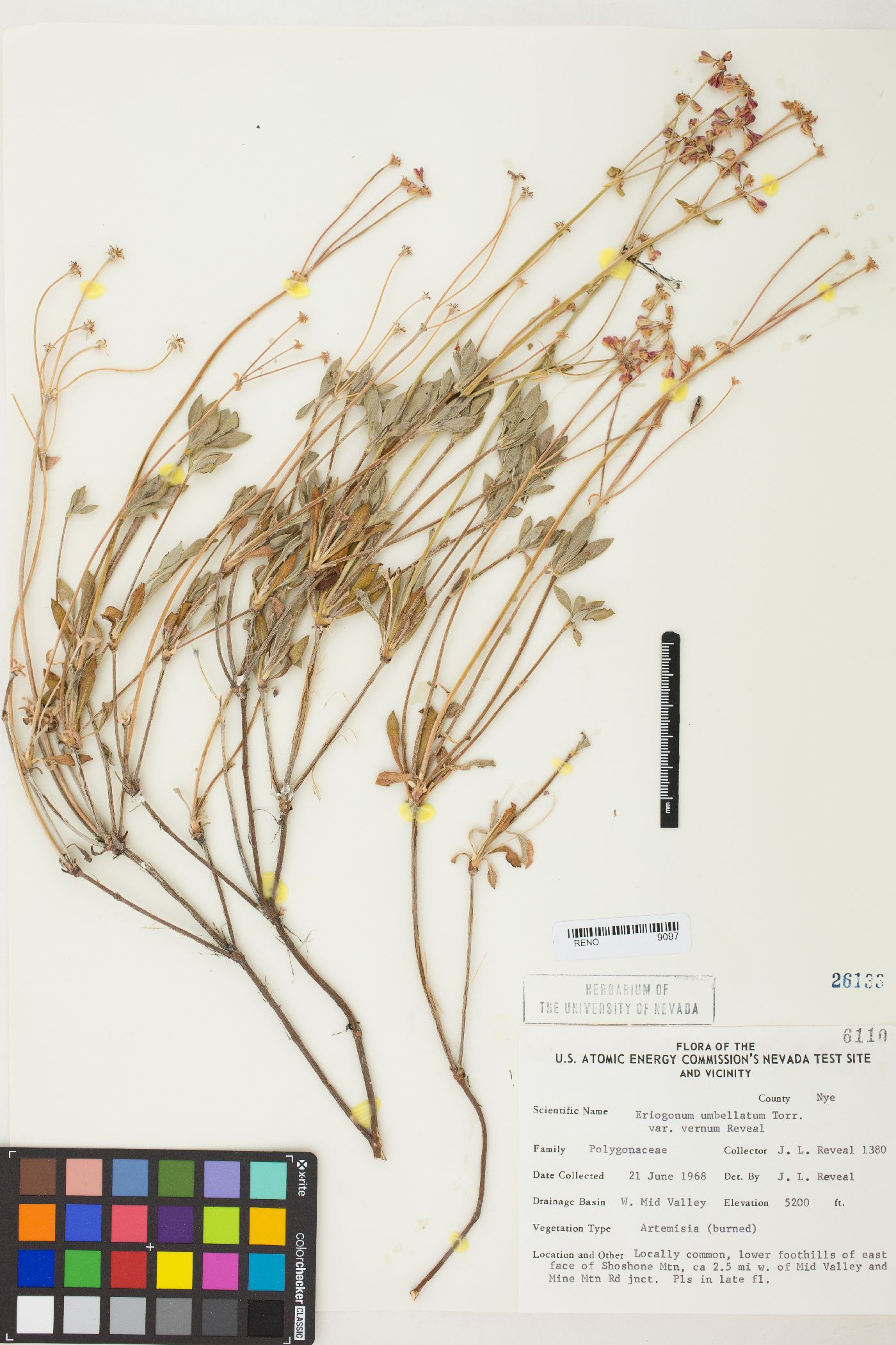 Eriogonum umbellatum var. vernum image